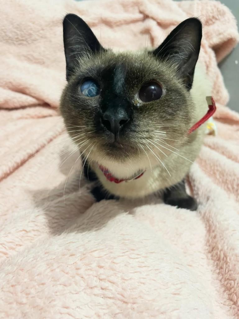 Camomila, gata de porte pequeno para adoção em Rio de Janeiro - RJ — foto 3 de 6