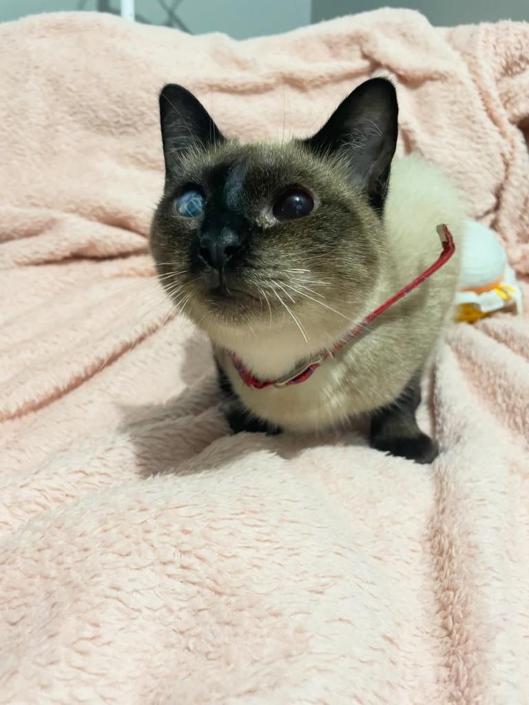 Camomila, gata de porte pequeno para adoção em Rio de Janeiro - RJ — foto 4 de 6