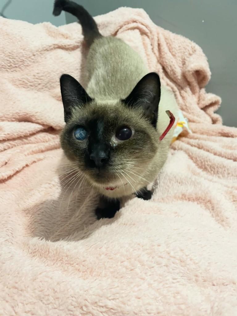 Camomila, gata de porte pequeno para adoção em Rio de Janeiro - RJ — foto 5 de 6