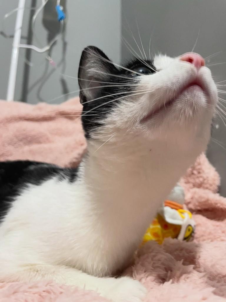 Cookie, gata de porte pequeno para adoção no Rio de Janeiro - RJ