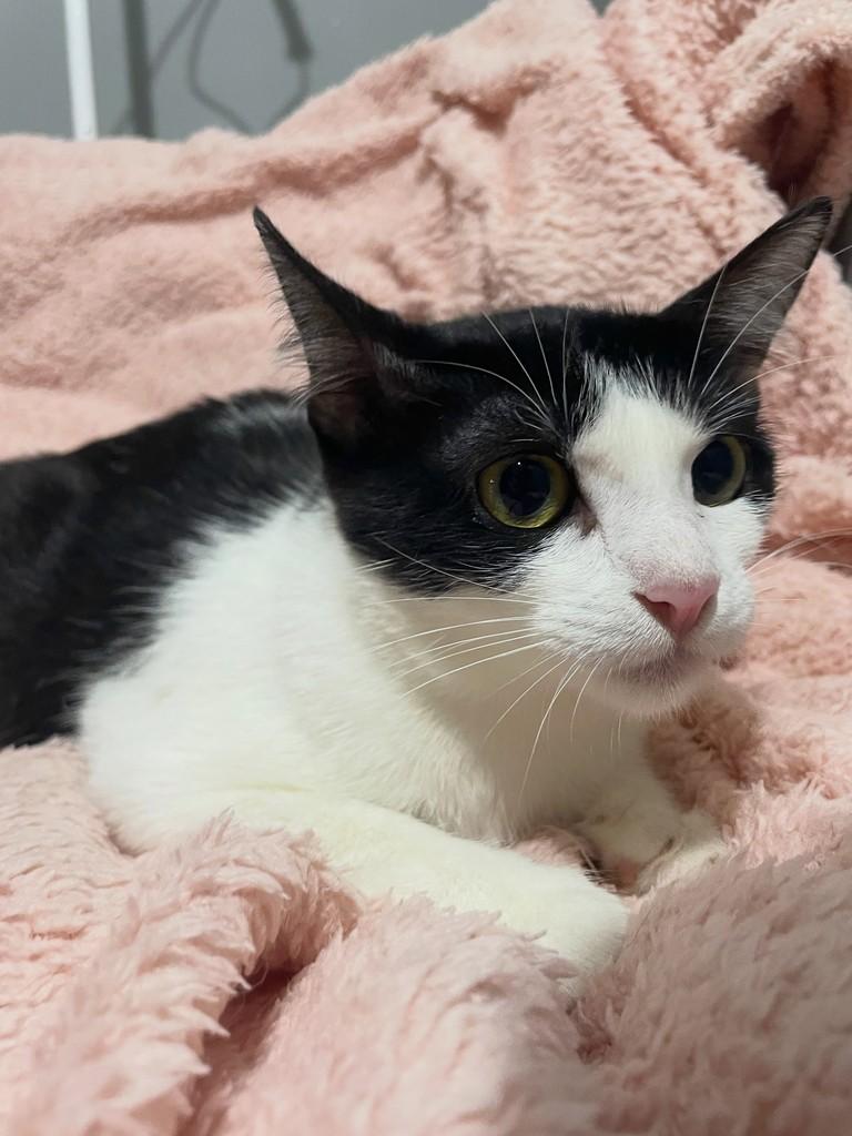 Cookie, gata de porte pequeno para adoção no Rio de Janeiro - RJ — foto 2 de 4