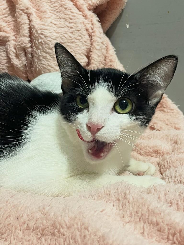 Cookie, gata de porte pequeno para adoção no Rio de Janeiro - RJ — foto 3 de 4