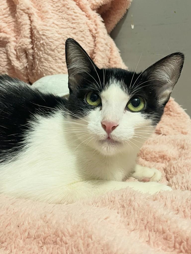 Cookie, gata de porte pequeno para adoção no Rio de Janeiro - RJ — foto 4 de 4