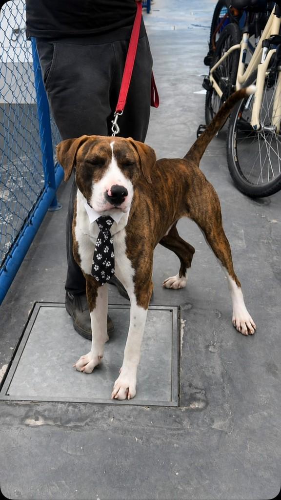 Oliver, cachorro de porte médio para adoção em Itapema - SC