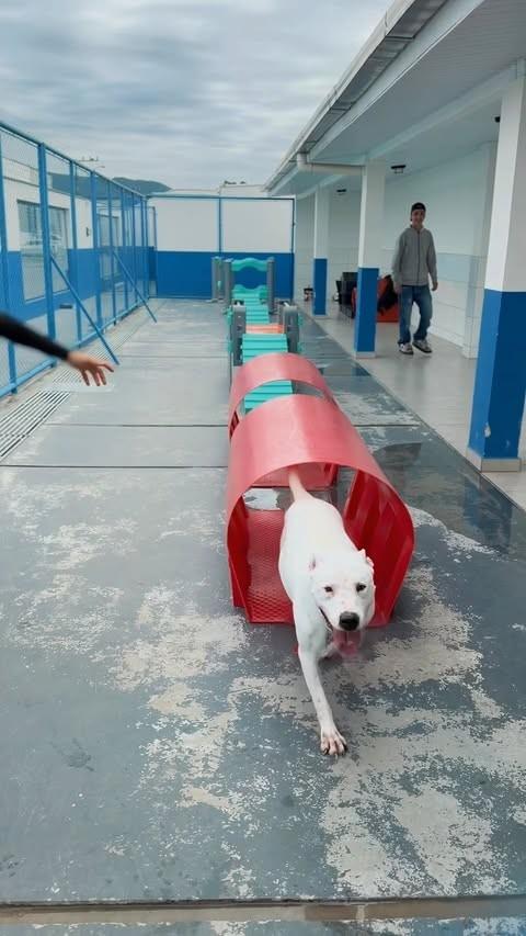 Romeu, cachorro de porte médio para adoção em Itapema - SC