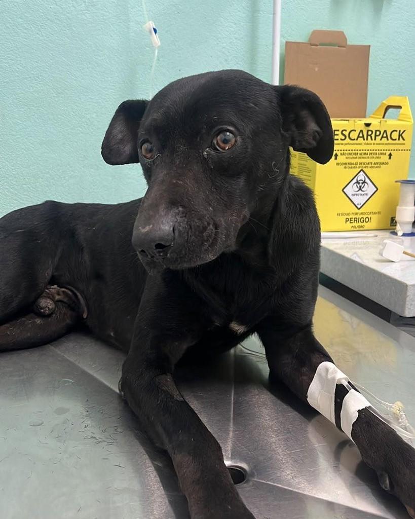 Black, cachorro de porte médio para adoção em Baependi - MG