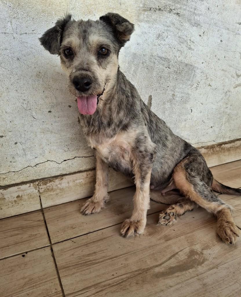 Sheila, cachorro de porte pequeno para adoção em Conceição - PB