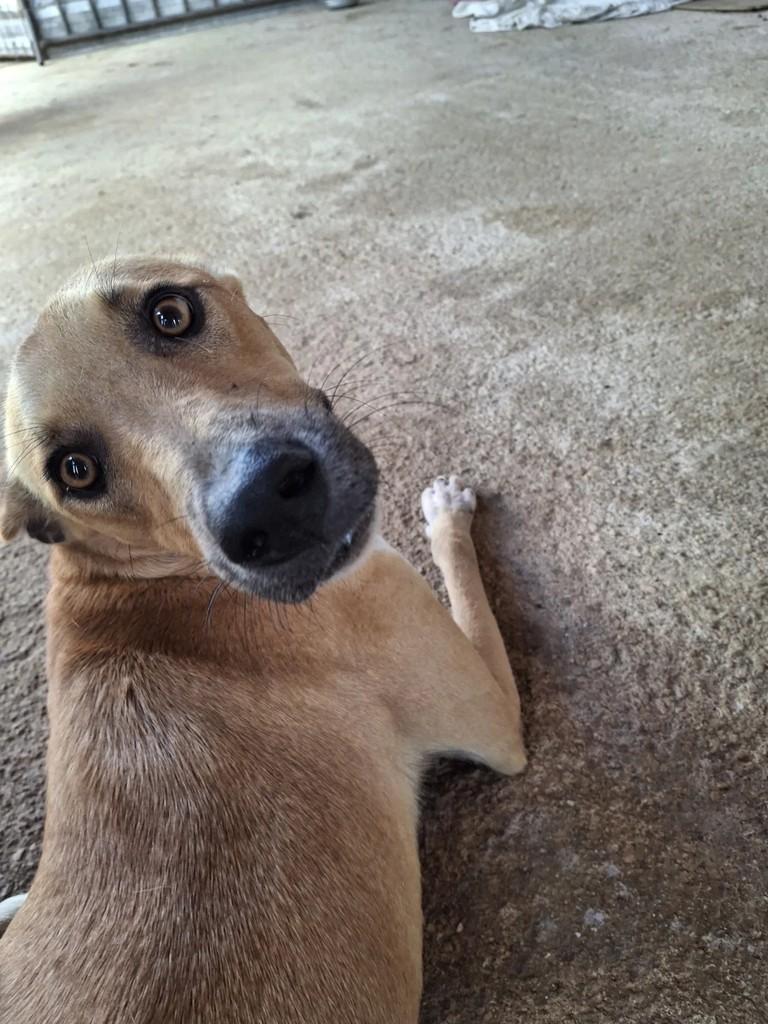 Apolo, cachorro de porte médio para adoção em Conceição - PB