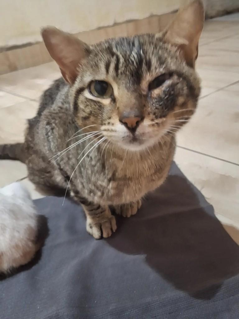 Soares, gato de porte pequeno para adoção em Conceição - PB