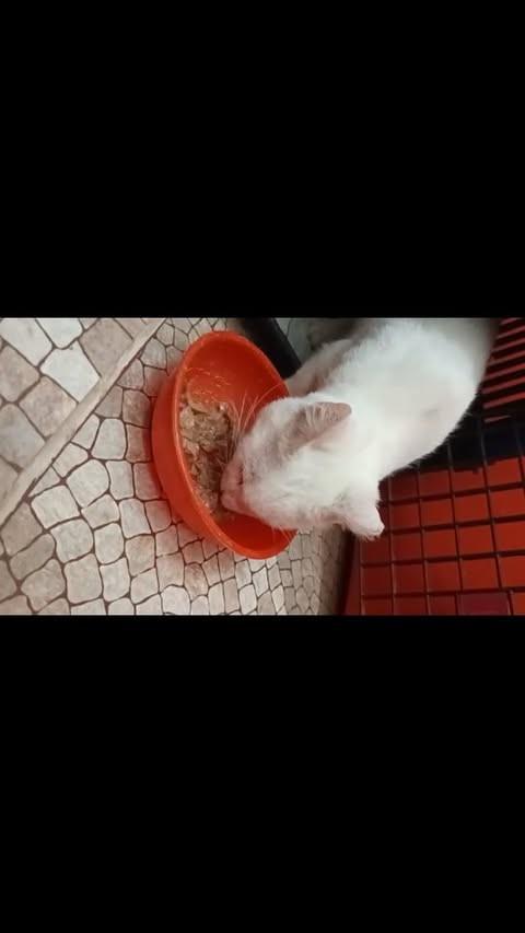 Nick, gato de porte pequeno para adoção em Conceição - PB