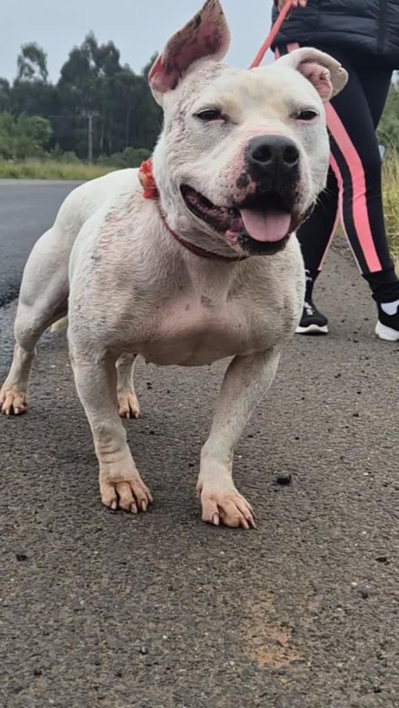 Diana, cachorro de porte médio para adoção em Porto União - SC