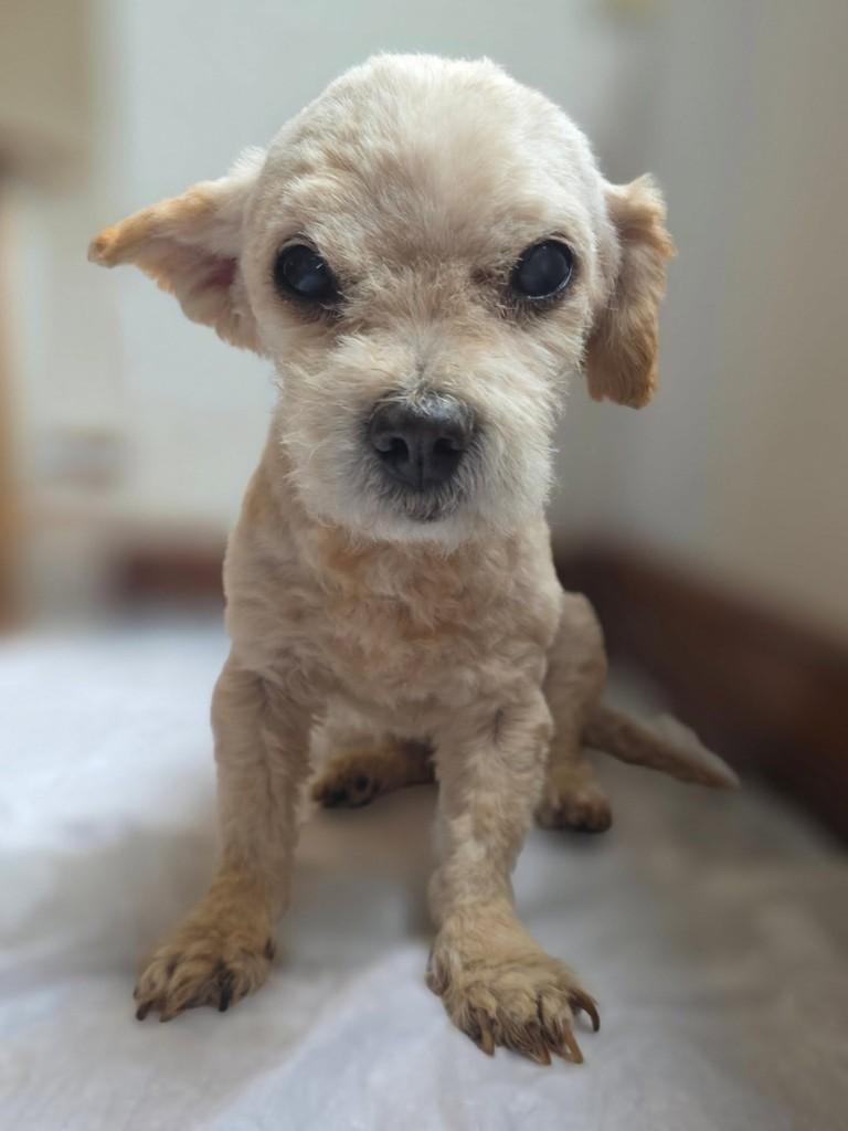 Pelúcio, cachorro de porte pequeno para adoção em Porto Alegre - RS