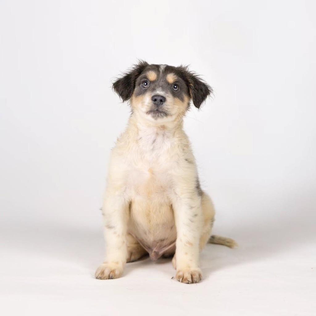 Lionel, cachorro de porte médio para adoção em Porto Alegre - RS