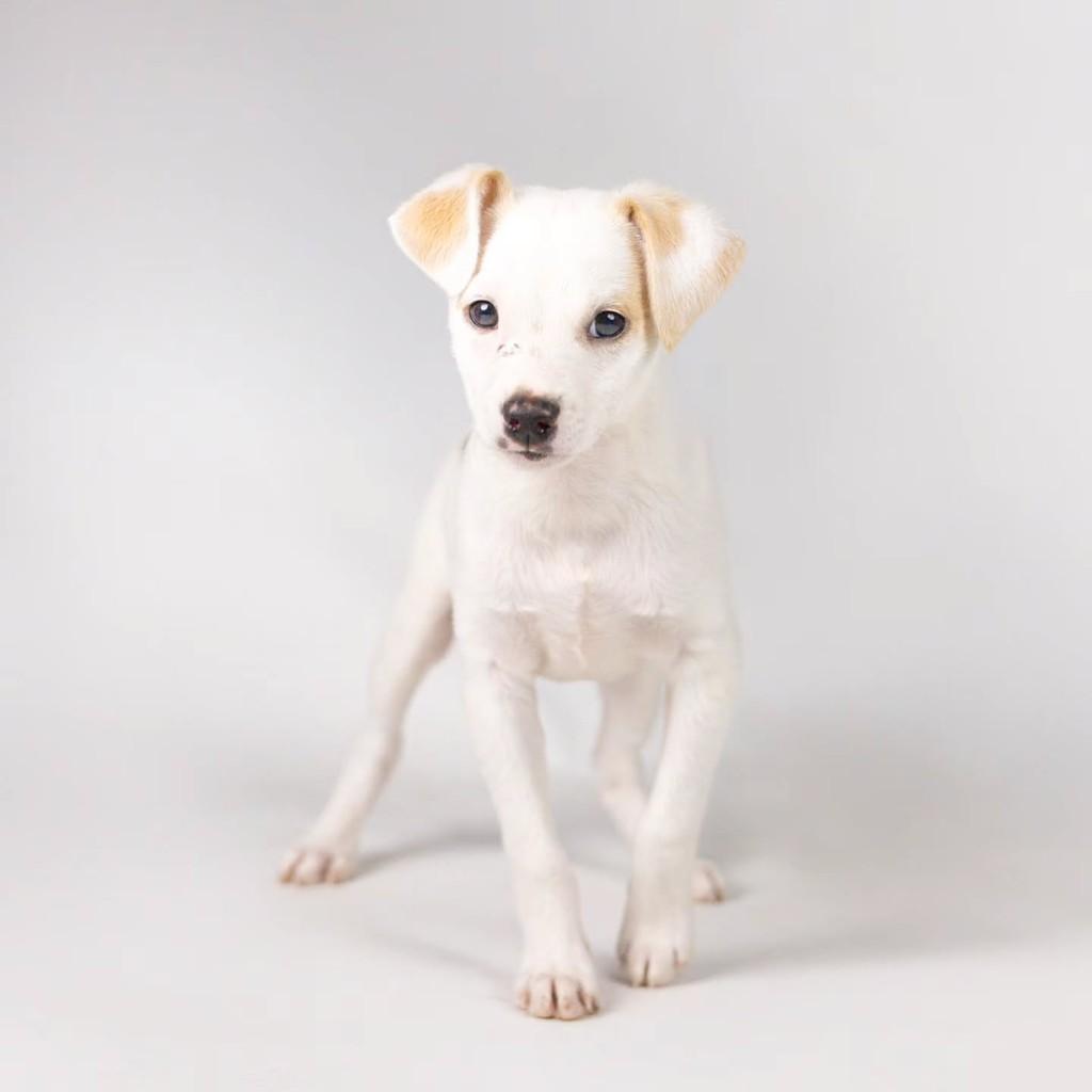 Fonseca, cachorro de porte pequeno para adoção em Porto Alegre - RS
