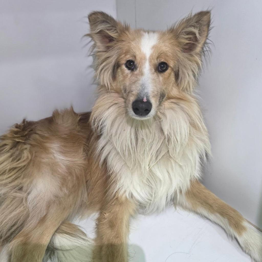 Narigudo, cachorro de porte médio para adoção em Porto Alegre - RS