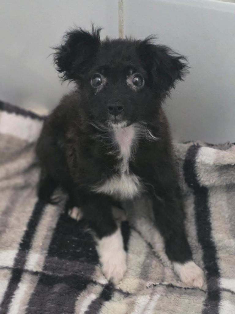 Izzy, cachorro de porte pequeno para adoção em Porto Alegre - RS