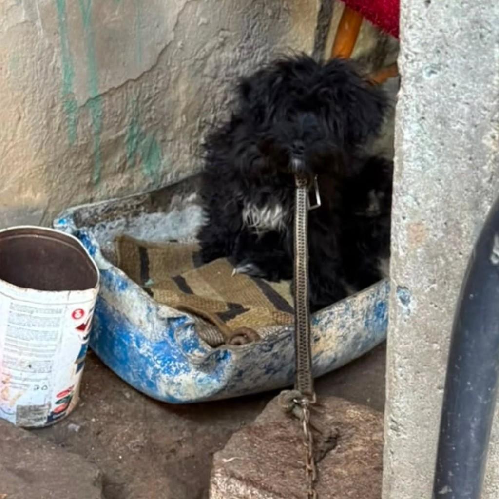 Sobreviveu, cachorro de porte pequeno para adoção em Porto Alegre - RS