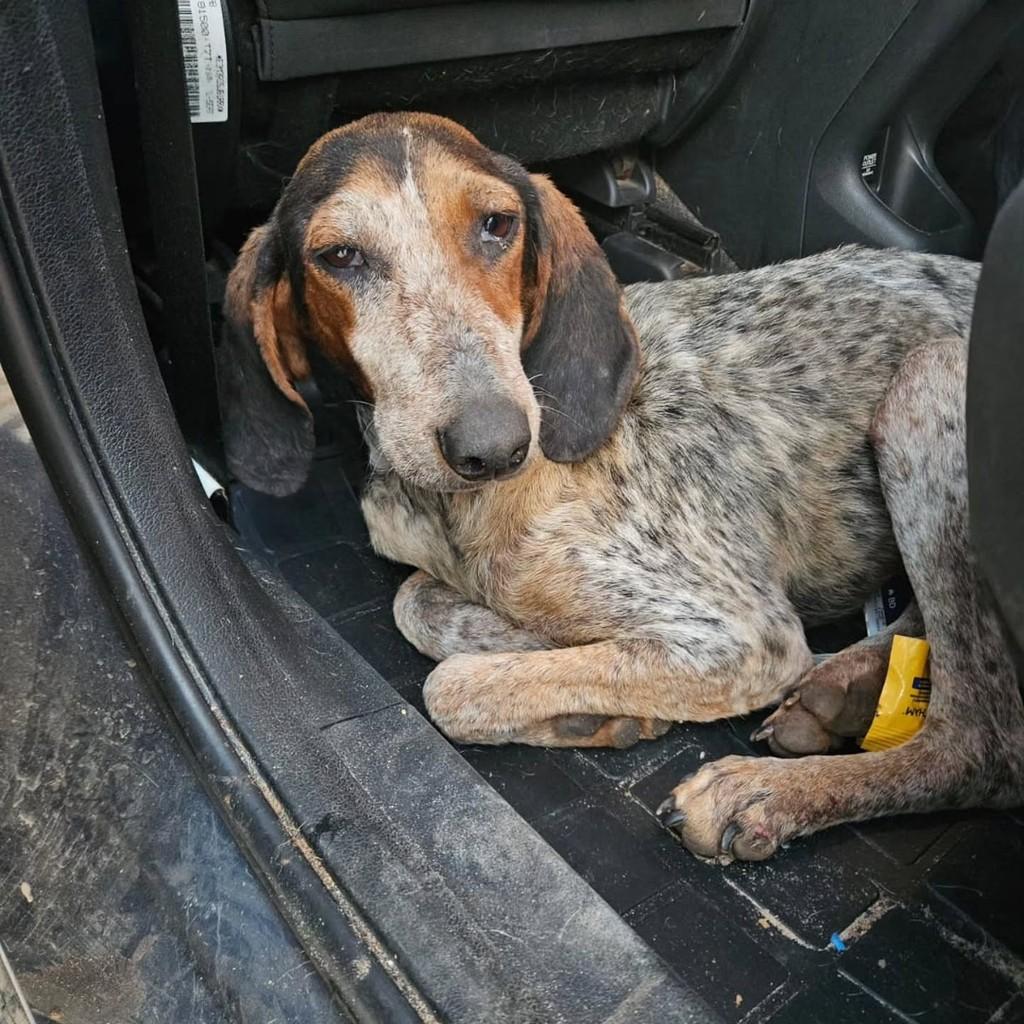 Brullê, cadela de porte médio para adoção em Porto Alegre - RS — foto 3 de 4
