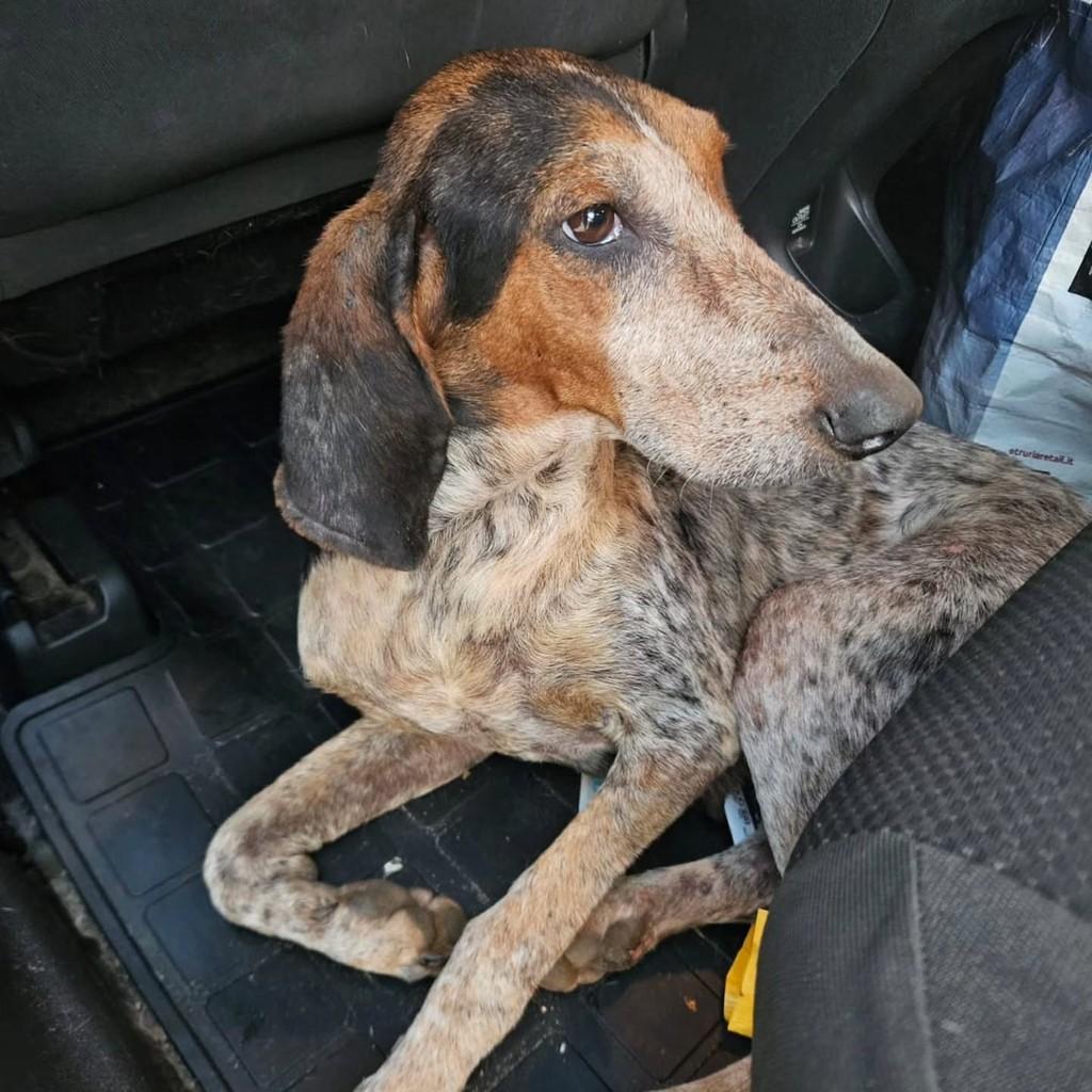 Brullê, cadela de porte médio para adoção em Porto Alegre - RS — foto 4 de 4