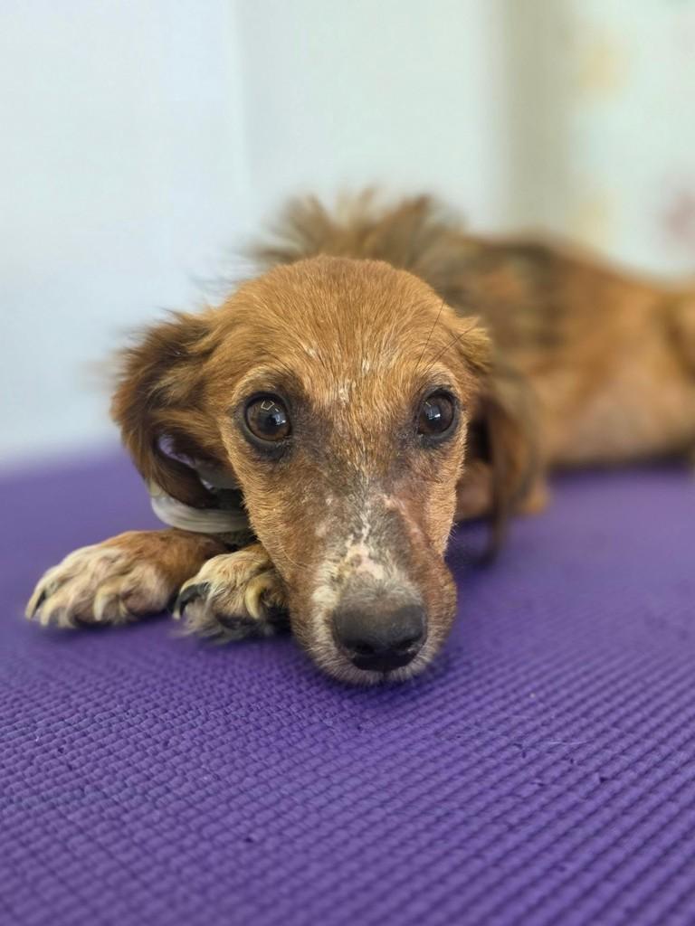 Pancho, cachorro de porte pequeno para adoção em Porto Alegre - RS