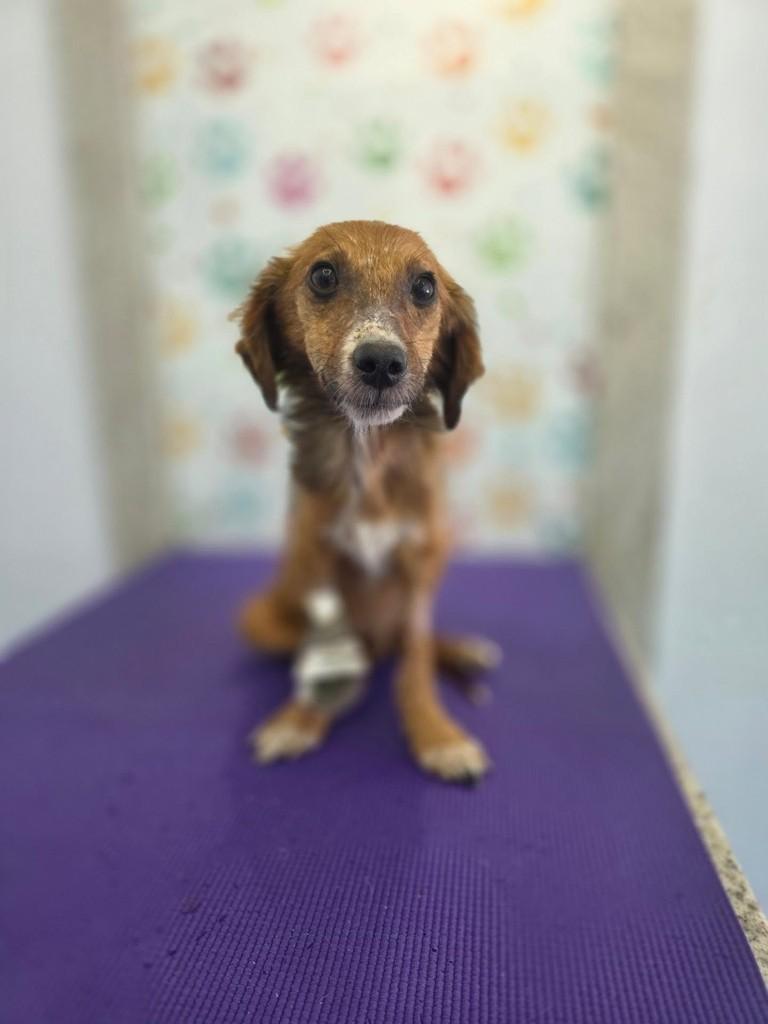 Pancho, cachorro de porte pequeno para adoção em Porto Alegre - RS — foto 2 de 2