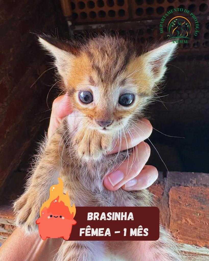 Brasinha, gato de porte pequeno para adoção em Andradina - SP