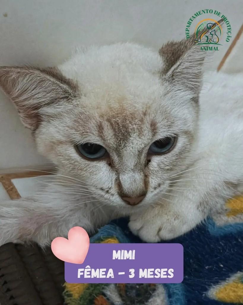 Mimi, gata para adoção em Andradina - SP