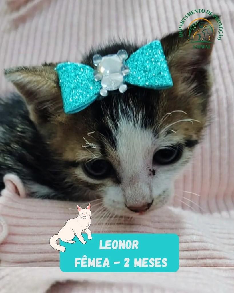 Leonor, gata de porte pequeno para adoção em Andradina - SP