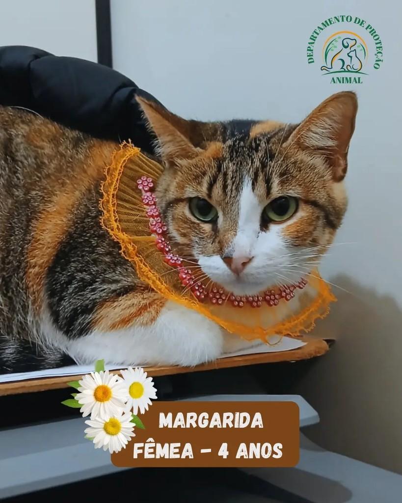 Margarida, gata para adoção em Andradina - SP