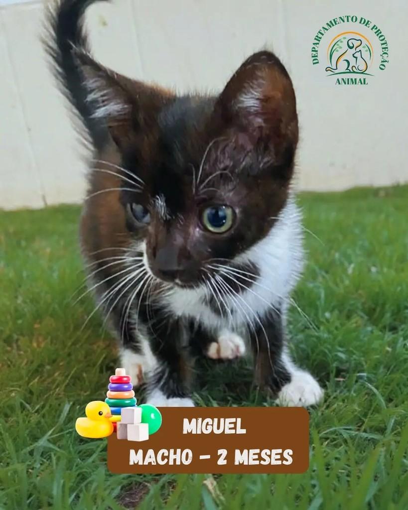 Miguel, gato de porte pequeno para adoção em Andradina - SP
