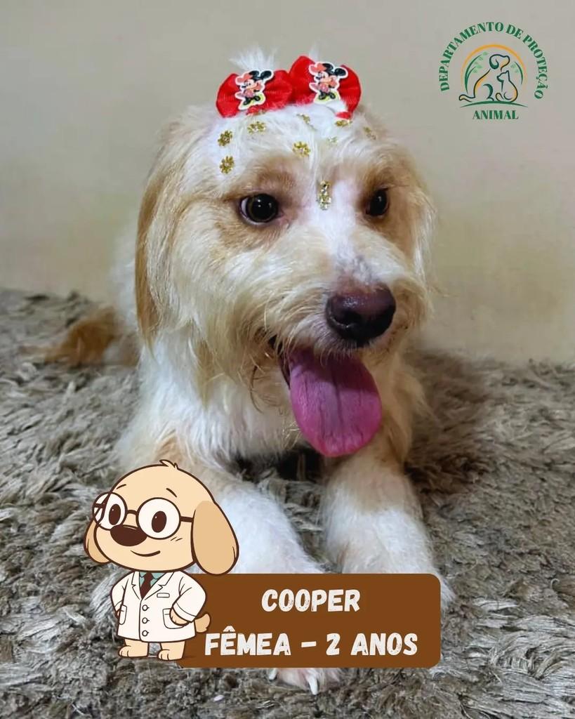 Cooper, cadela de porte pequeno para adoção em Andradina - SP