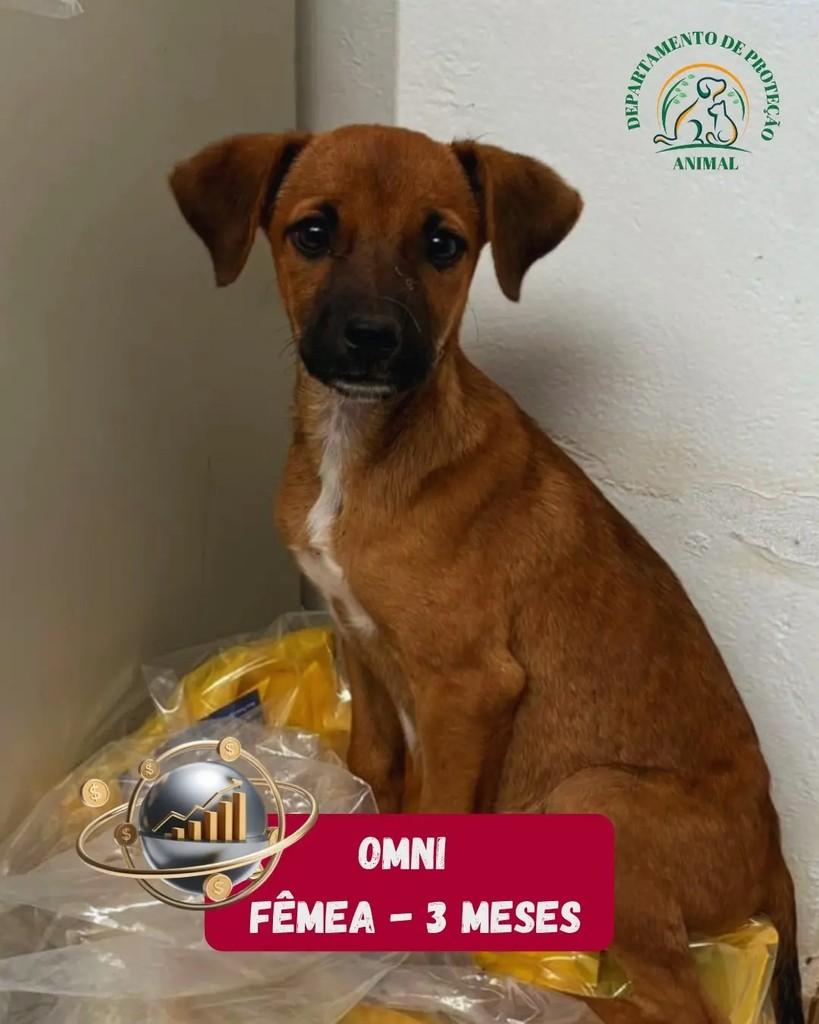 Omni, cachorro de porte pequeno para adoção em Andradina - SP