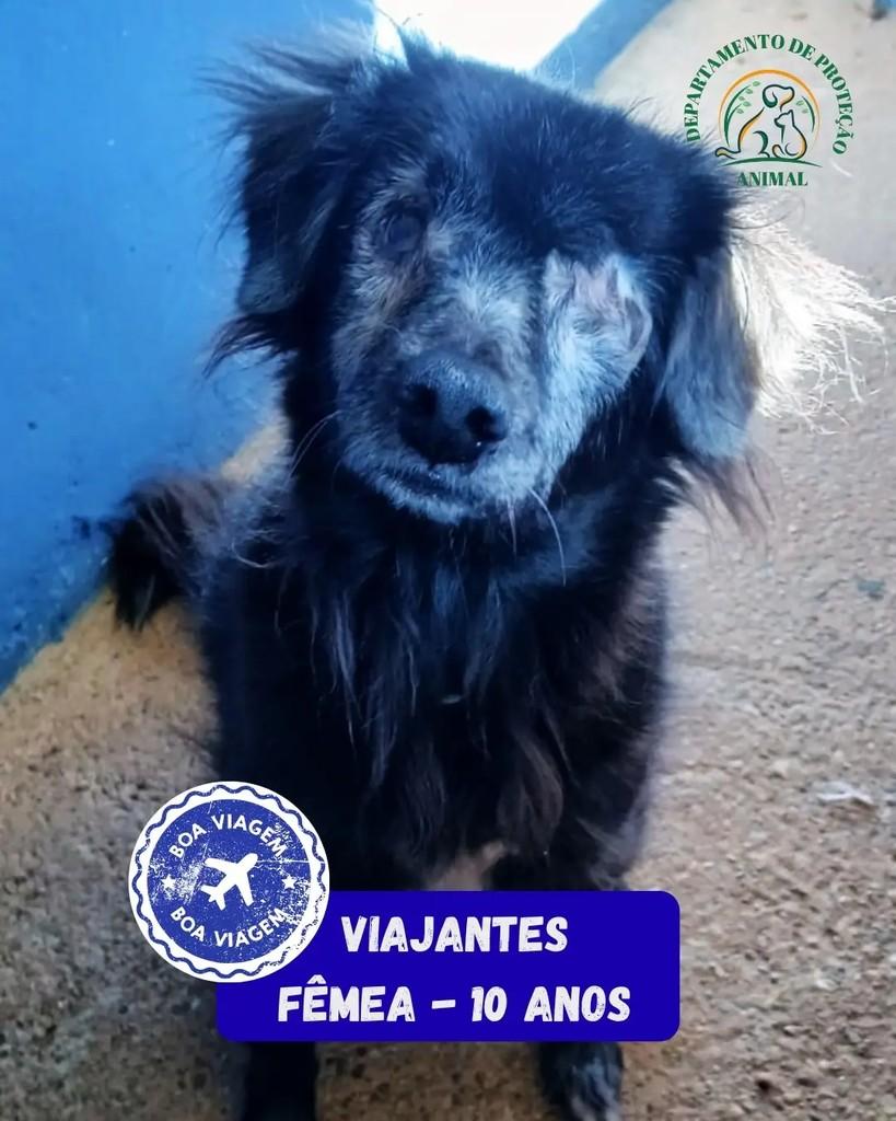 Viajantes, cadela de porte pequeno para adoção em Andradina - SP