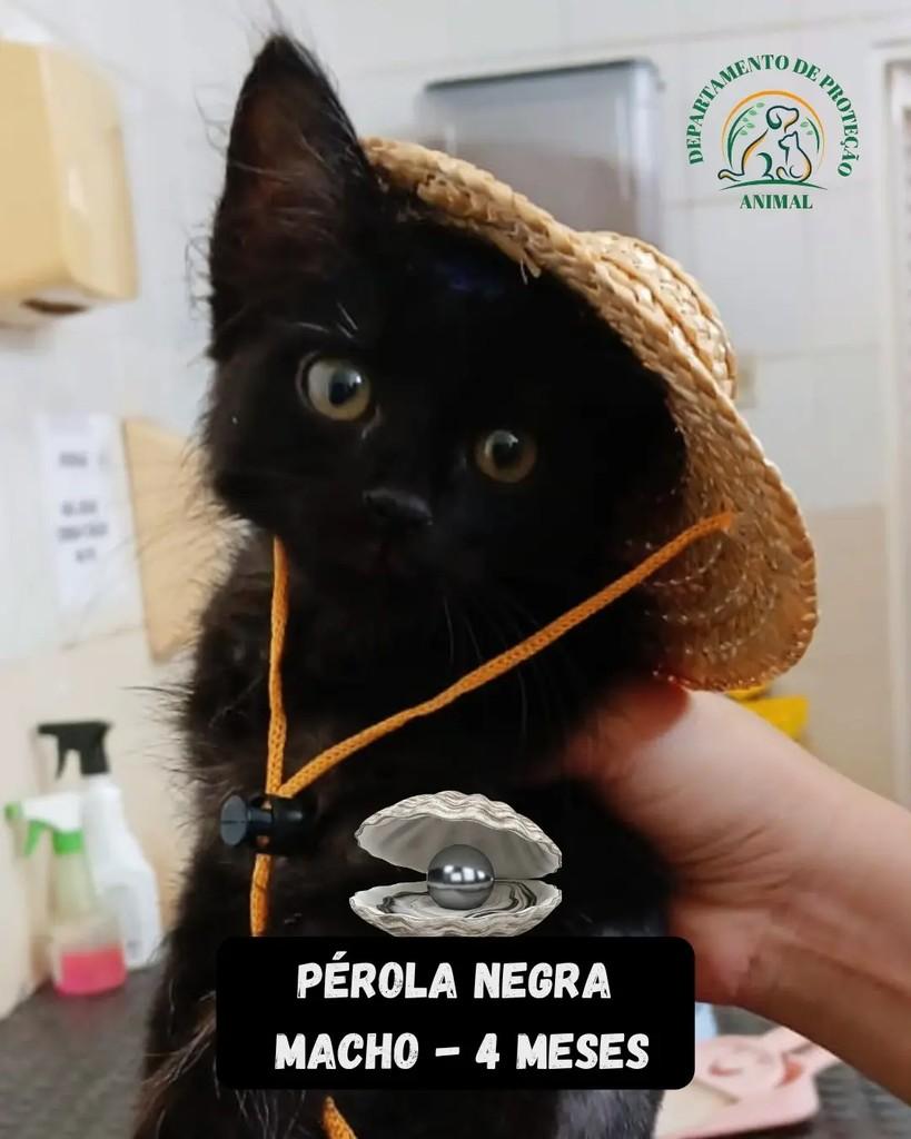 Pérola Negra, gato de porte pequeno para adoção em Andradina - SP