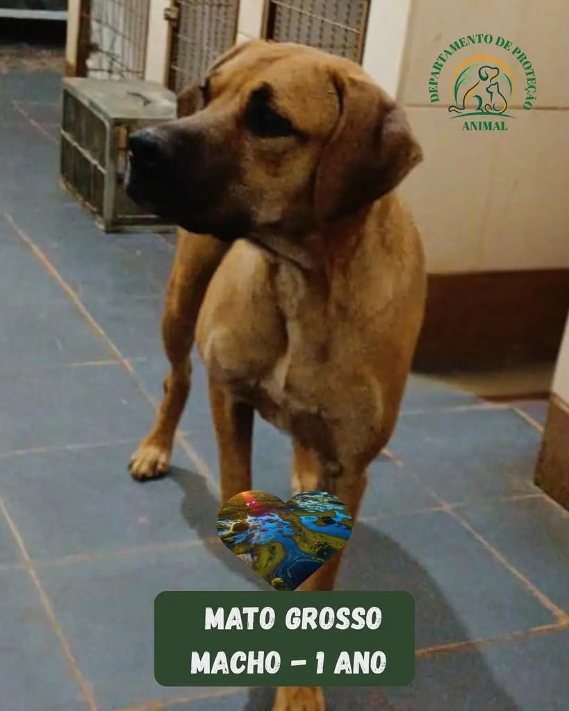 Mato Grosso, cachorro de porte grande para adoção em Andradina - SP