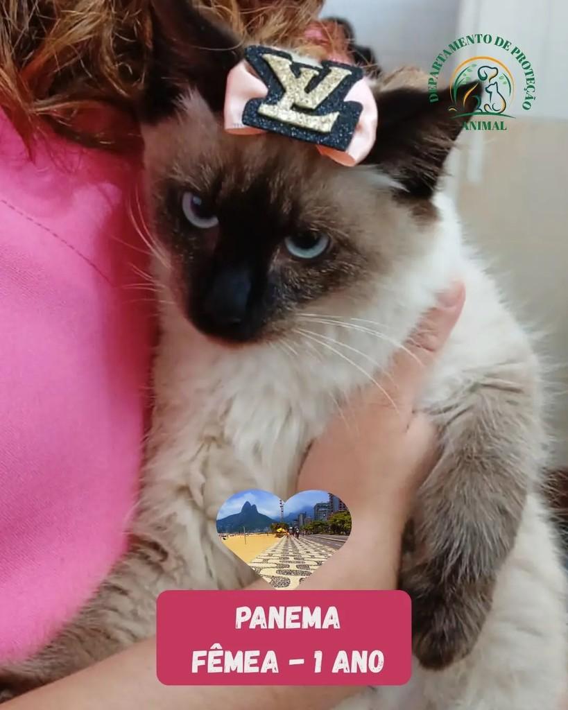 Panema, gato de porte pequeno para adoção em Andradina - SP