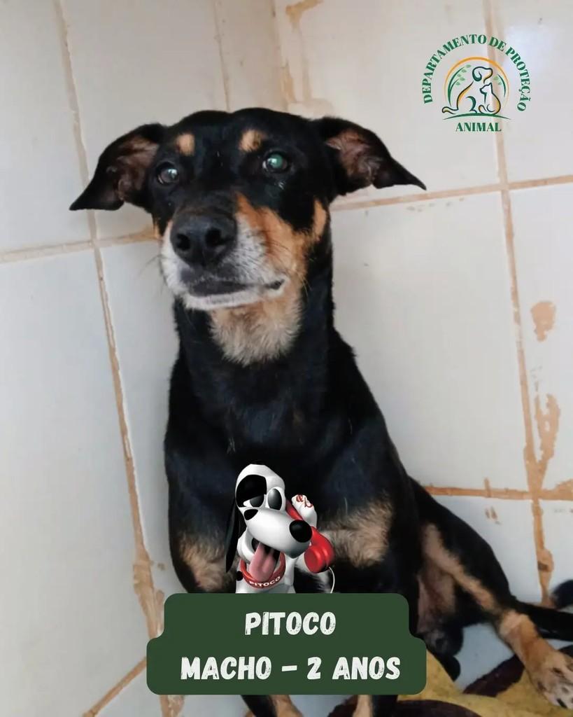 Pitoco, cachorro de porte pequeno para adoção em Andradina - SP