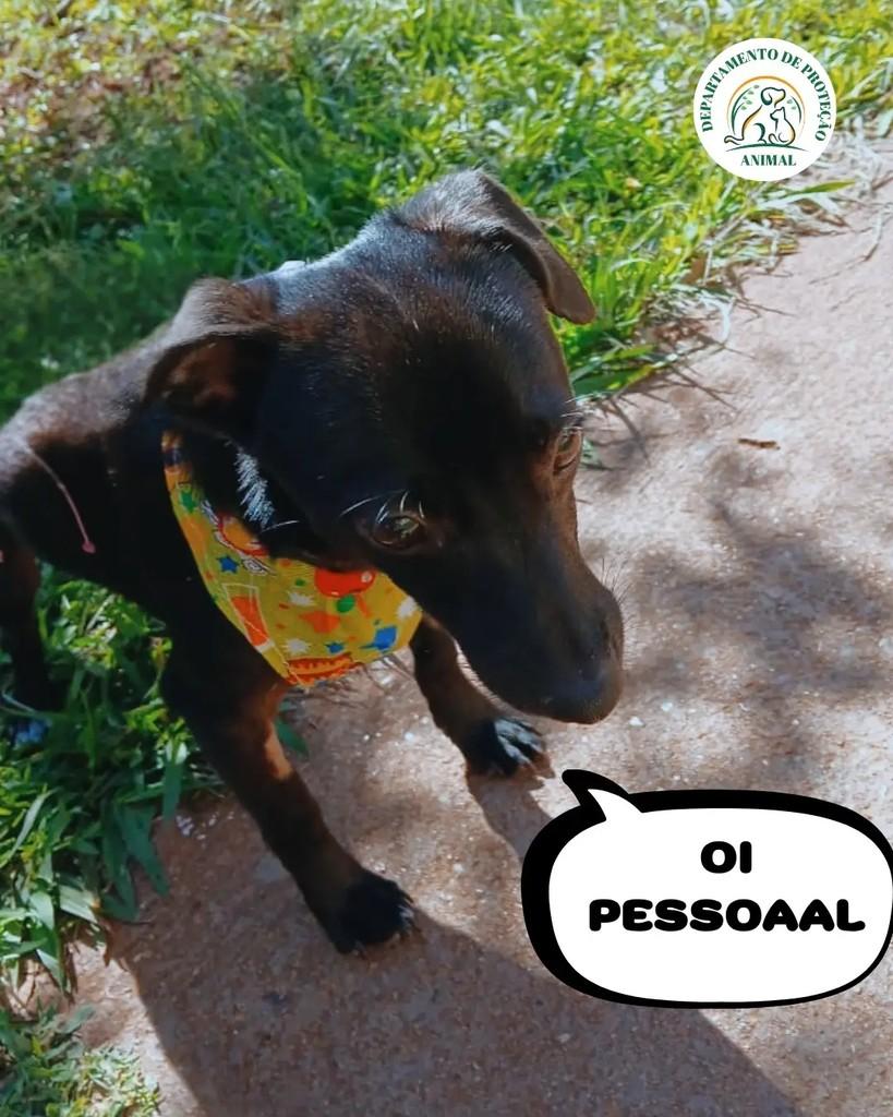 Catarino, cachorro de porte pequeno para adoção em Andradina - SP