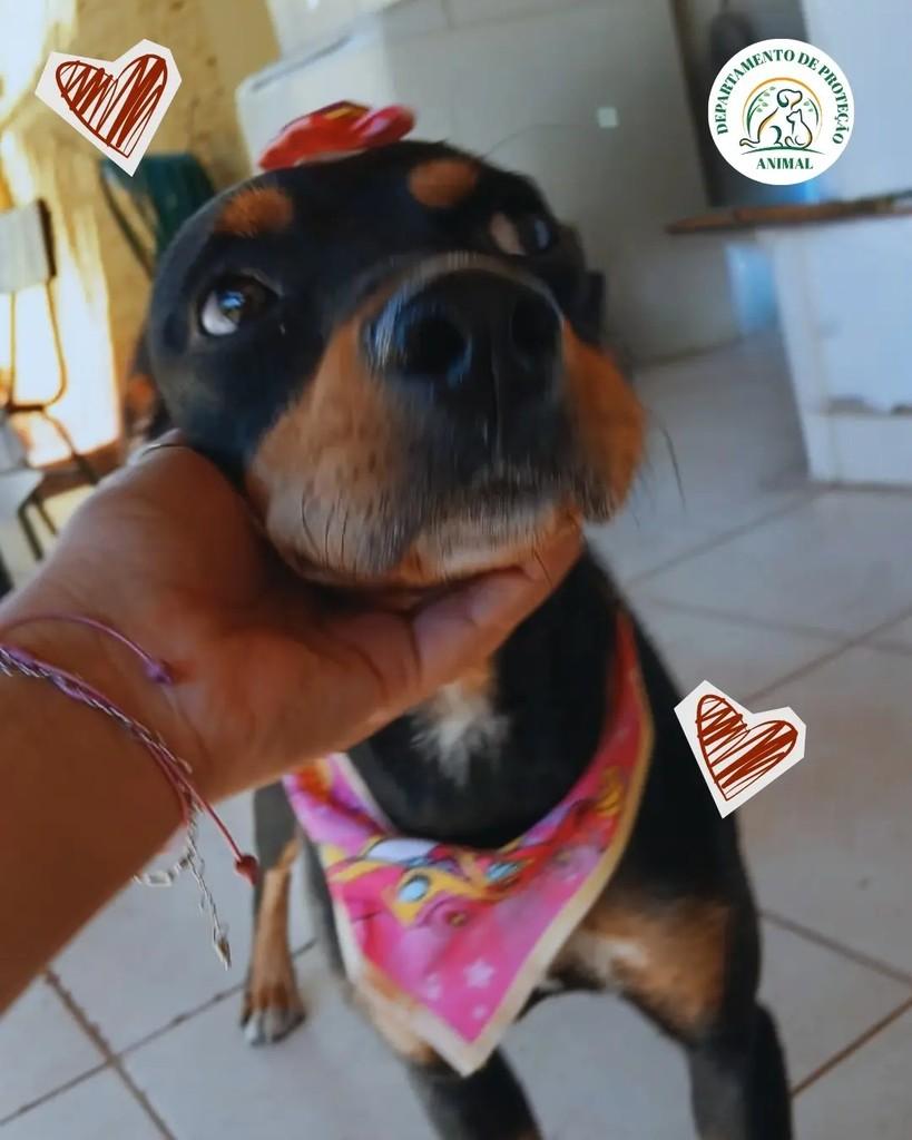 Shakira, cadela de porte pequeno para adoção em Andradina - SP
