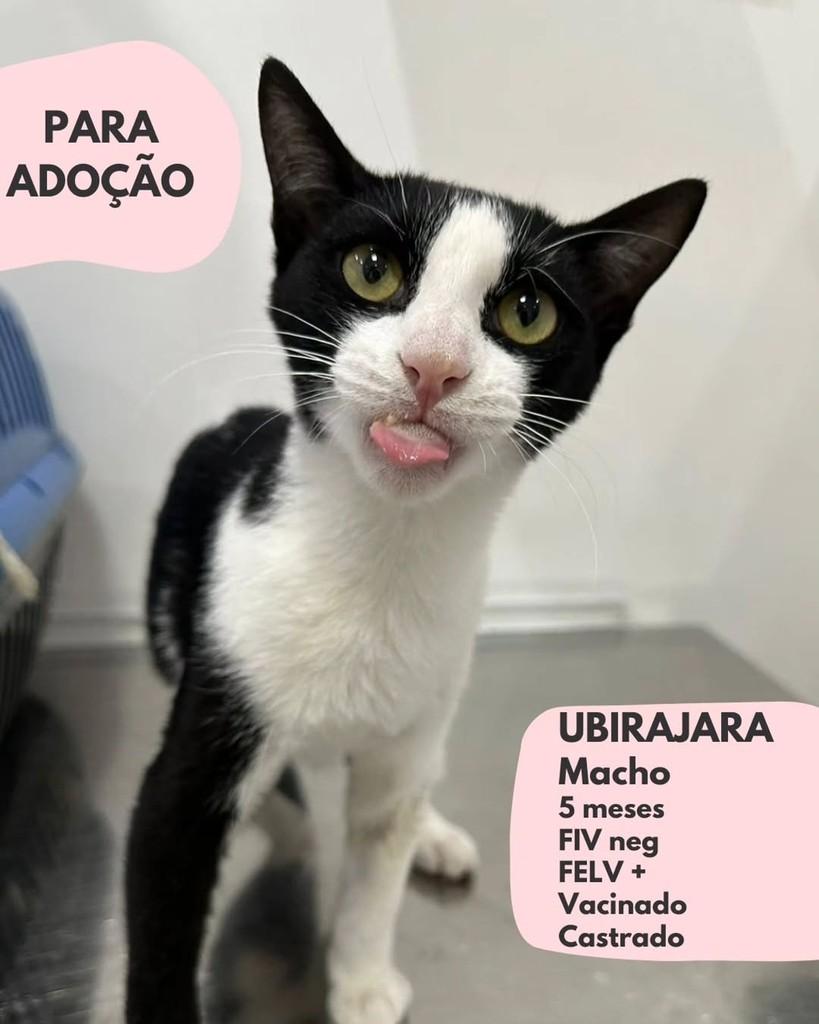 Ubirajara, gato para adoção em São Paulo - SP