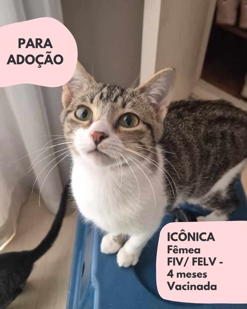 Icônica, gata de porte pequeno para adoção em São Paulo - SP