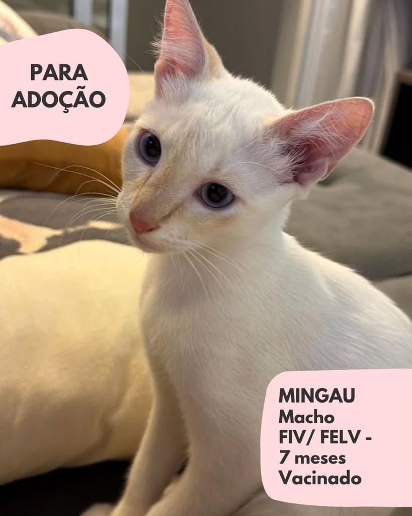 Mingau, gato de porte pequeno para adoção em São Paulo - SP