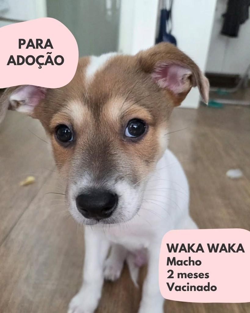 Waka Waka, cachorro de porte pequeno para adoção em São Paulo - SP