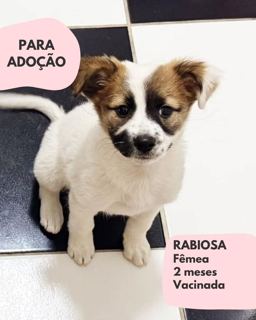 Rabiosa, cachorro de porte pequeno para adoção em São Paulo - SP