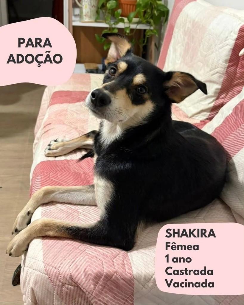 Shakira, cadela de porte pequeno para adoção em São Paulo - SP