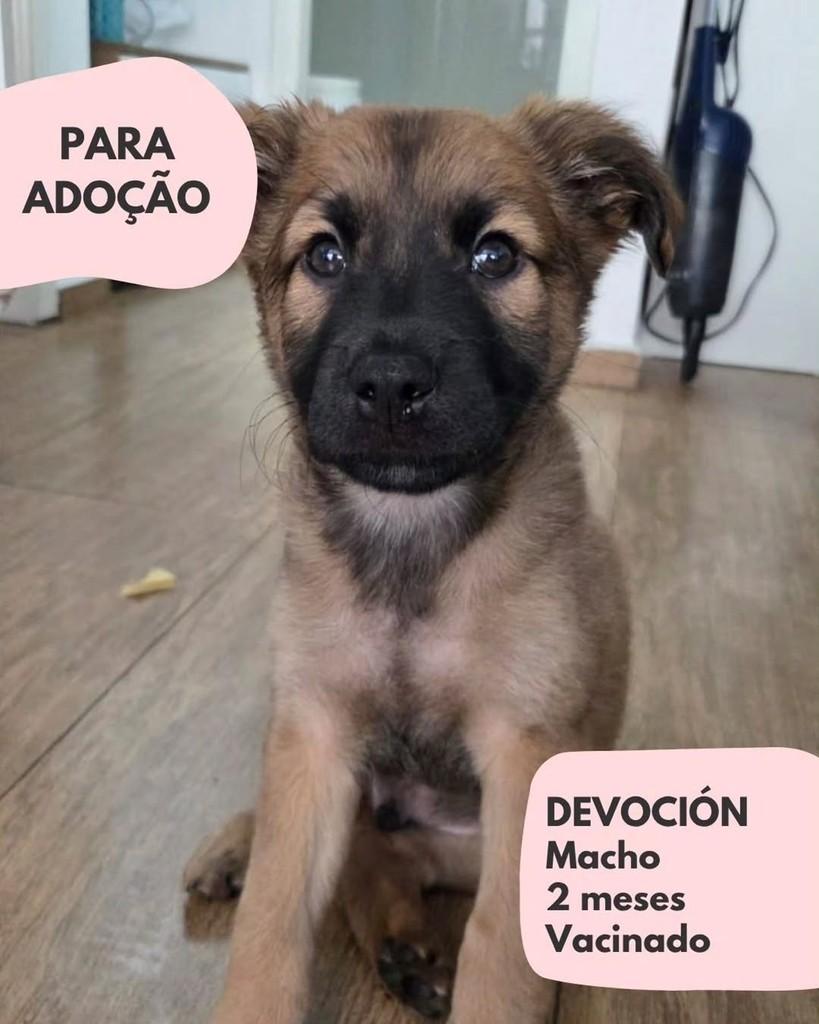 Devoción, cachorro de porte pequeno para adoção em São Paulo - SP