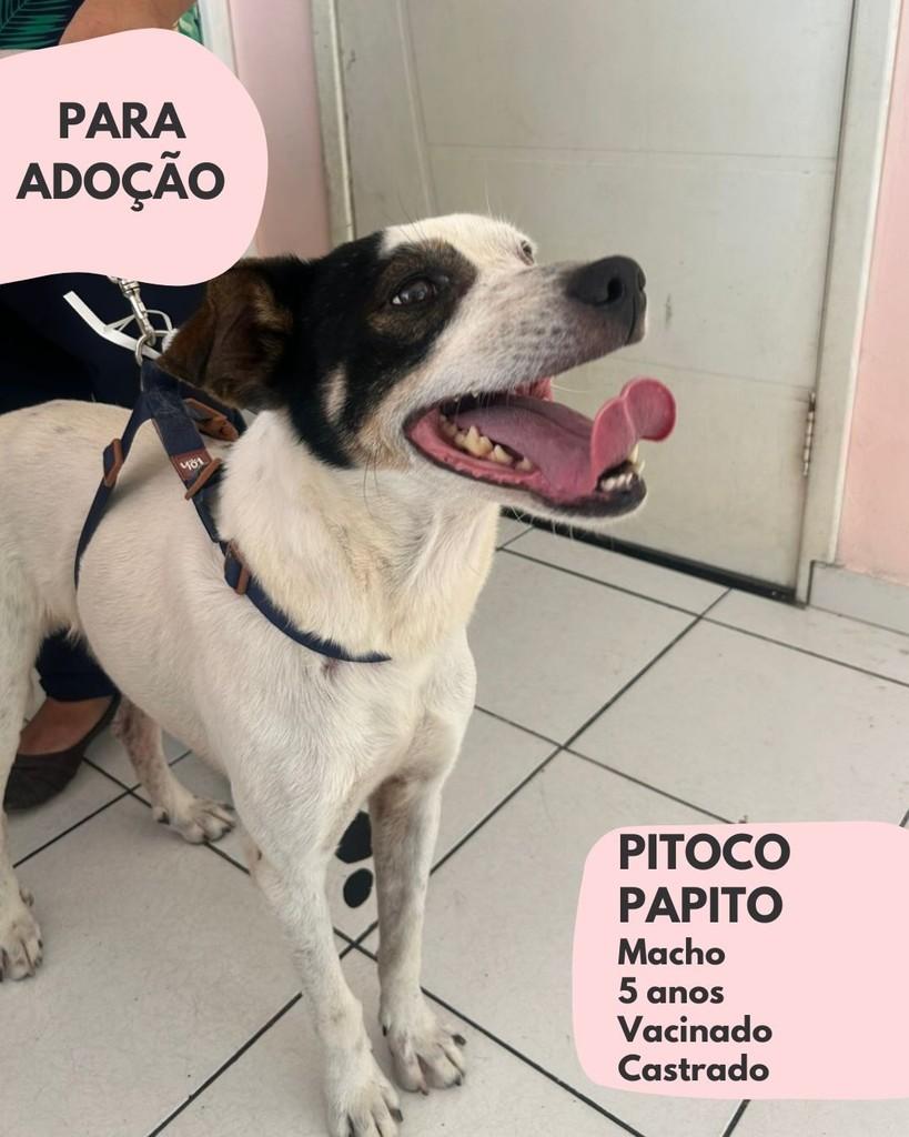 Pitoco, cachorro de porte médio para adoção em São Paulo - SP
