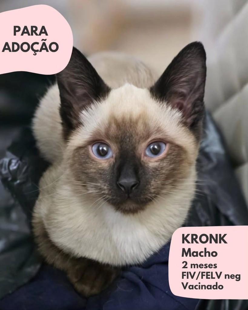 Kronk, gato para adoção em São Paulo - SP
