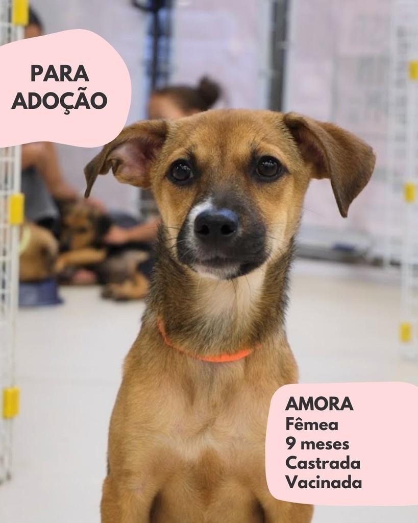 Amora, cachorro de porte pequeno para adoção em São Paulo - SP