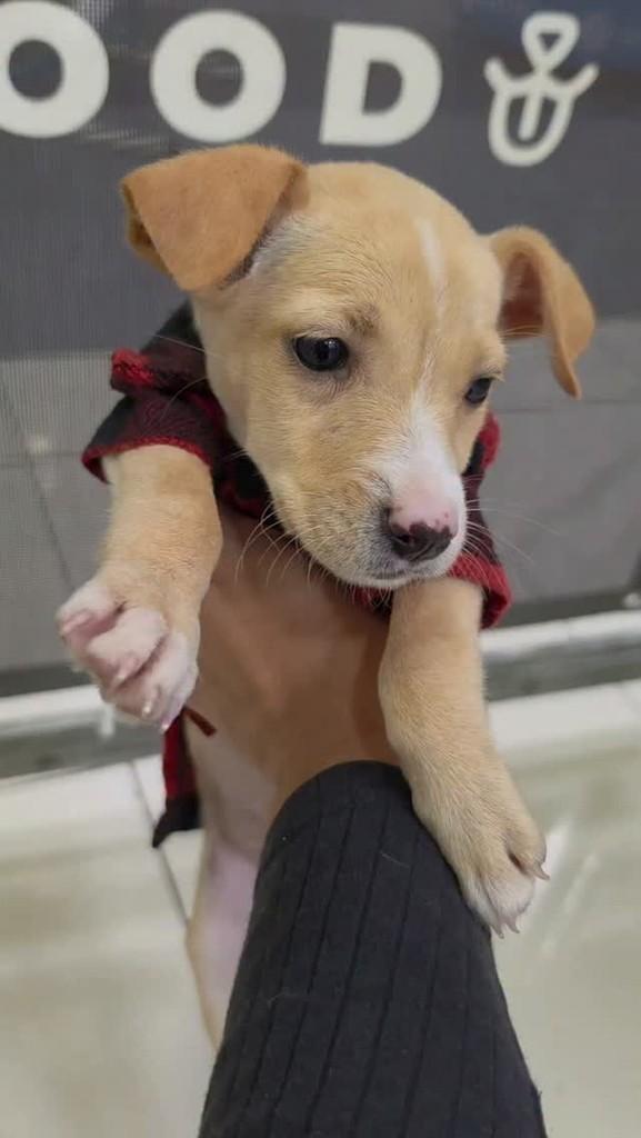 Briar, cachorro de porte pequeno para adoção em São Paulo - SP